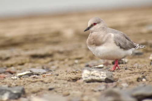 Magellanic Plover