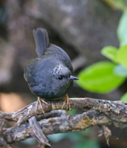 Magellanic Tapaculo