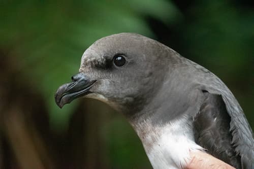 Magenta Petrel