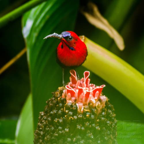 Magnificent Sunbird