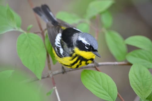 Magnolia Warbler