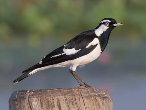 Magpie-lark