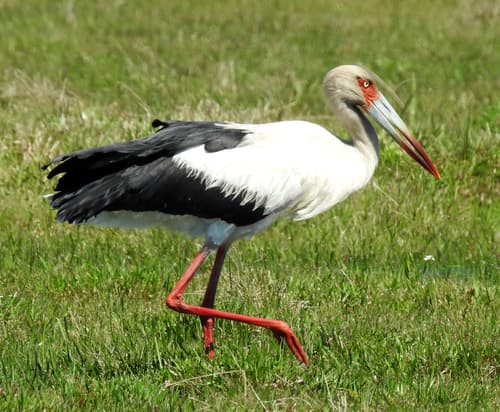 Maguari Stork