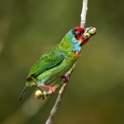Malabar Barbet