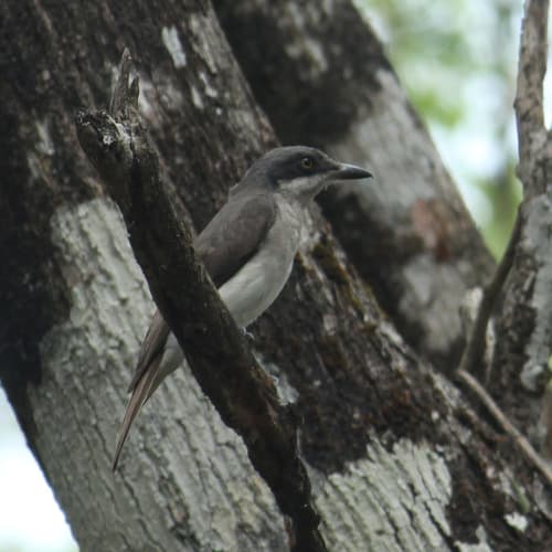 Malabar Woodshrike