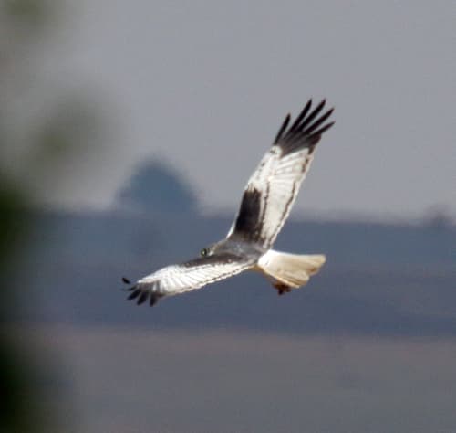 Malagasy Harrier