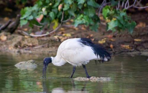 Malagasy Sacred Ibis