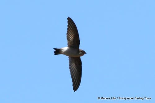 Malagasy Spinetail