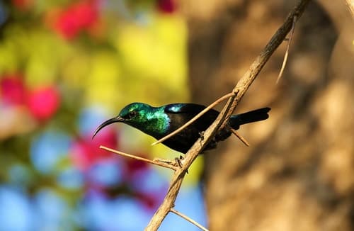 Malagasy Sunbird
