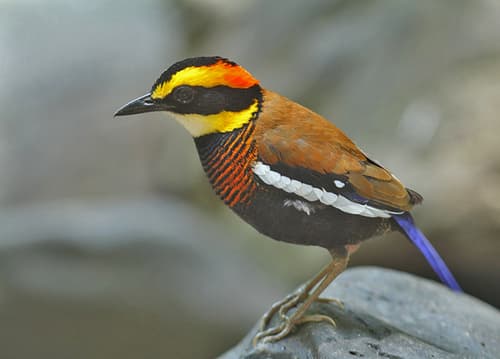 Malayan Banded Pitta