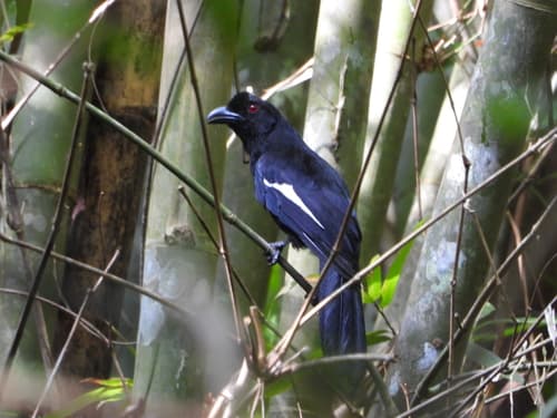 Malayan Black Magpie