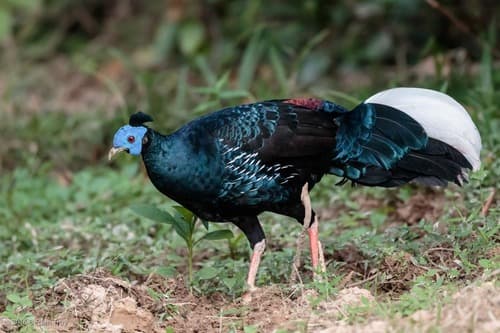 Malayan Crested Fireback