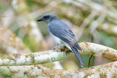 Malayan Cuckooshrike