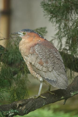 Malayan Night Heron
