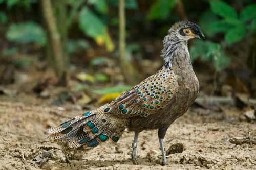 Malayan Peacock-Pheasant