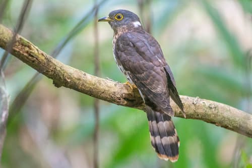 Malaysian Hawk-Cuckoo