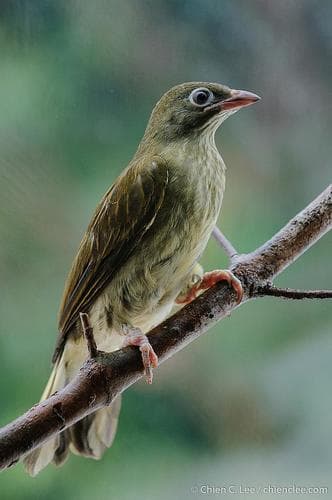 Malaysian Honeyguide