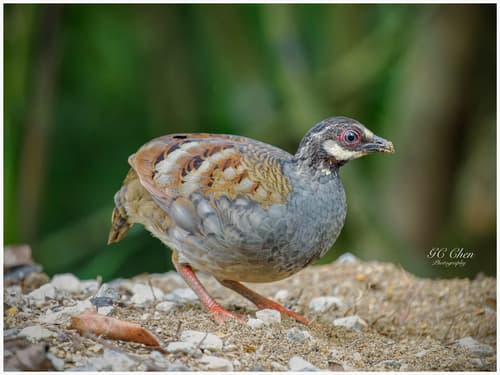 Malaysian Partridge