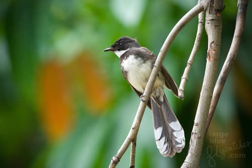 Malaysian Pied-Fantail