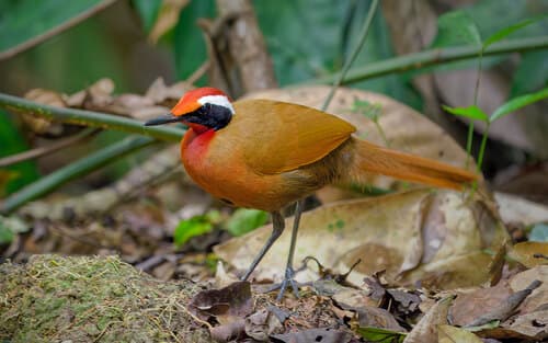 Malaysian Rail-babbler
