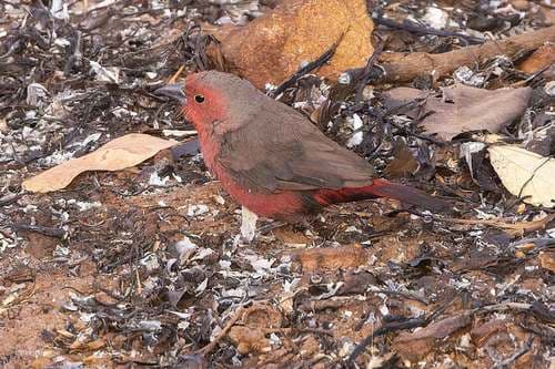 Mali Firefinch
