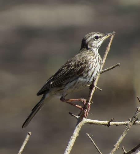 Malindi Pipit