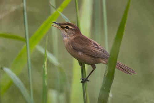Manchurian Reed Warbler