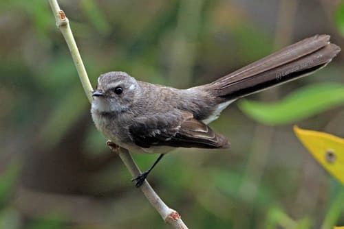 Mangrove Fantail
