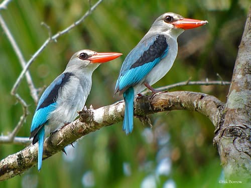 Mangrove Kingfisher