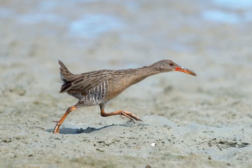 Mangrove Rail