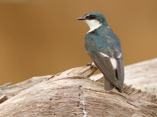 Mangrove Swallow