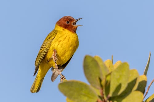 Mangrove Yellow Warbler