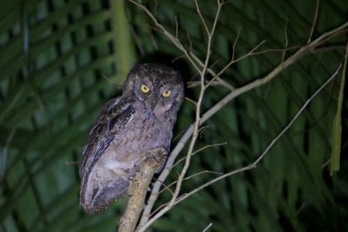 Mantanani Scops-Owl