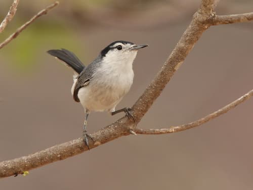 Marañón Gnatcatcher