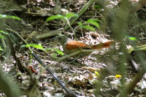 Marañón Spinetail