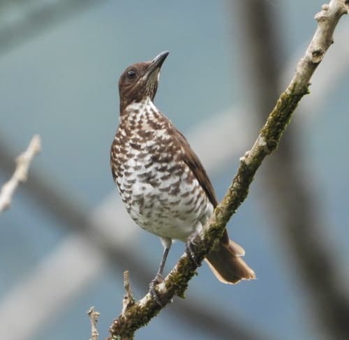 Marañón Thrush