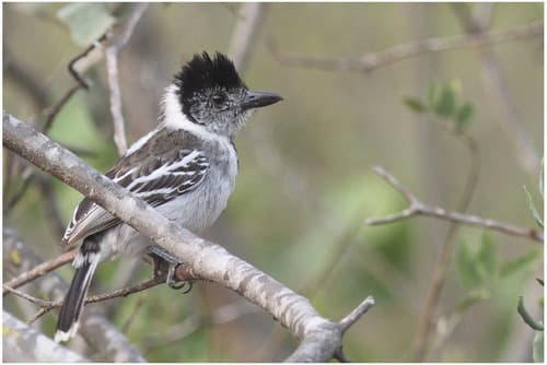 Marañon Antshrike