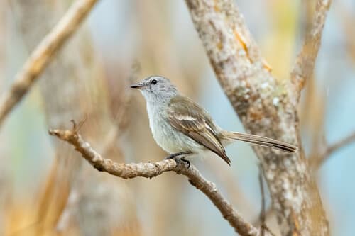 Marañon Tyrannulet