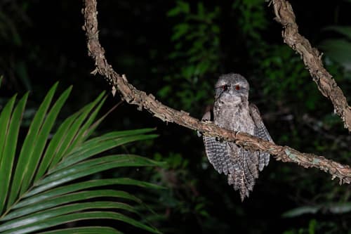 Marbled Frogmouth