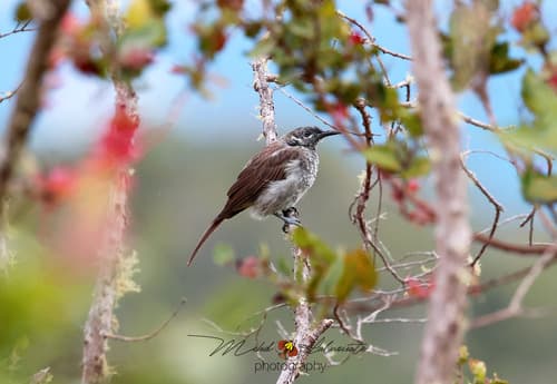 Marbled Honeyeater