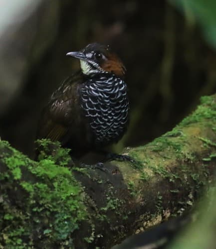Marbled Wren-Babbler