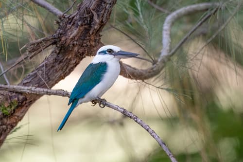 Mariana Kingfisher