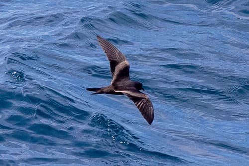 Markham's Storm-Petrel