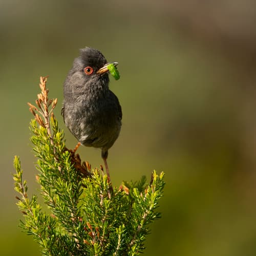 Marmora's Warbler