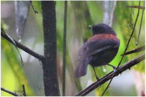 Maroon-backed Whistler