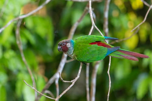 Maroon-faced Parakeet