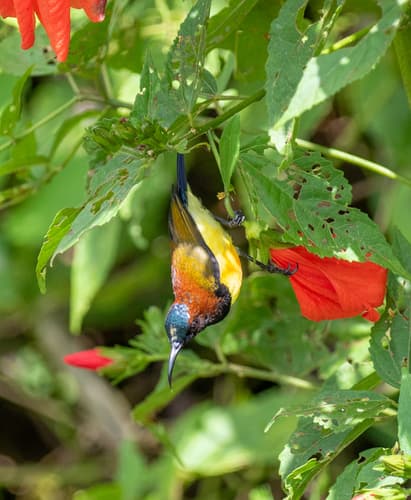 Maroon-naped Sunbird