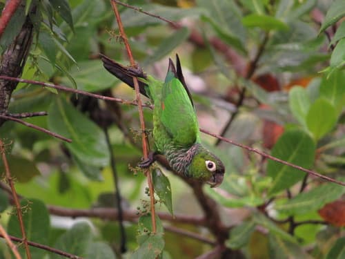 Maroon-tailed Parakeet