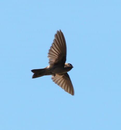 Marquesan Swiftlet