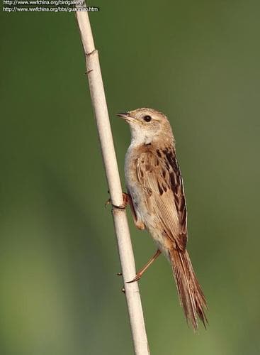 Marsh Grassbird
